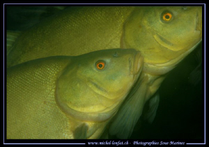 Mating Tenches... :O)... by Michel Lonfat 